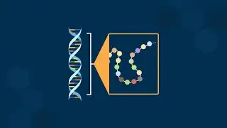 Structural Correspondence Between One Gene and One Polypeptide