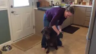 Pet Mitt and Pet Towel - Kara Sternquist: Norwex Independent Sales Consultant