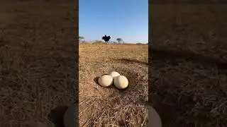 This Monkey Really Tried to Steal an Ostrich Egg&hellip; 🤣