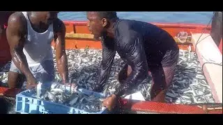 BOUNTIFUL CATCH OF FISH IN DOMINICA | FISHING - SIRI OUTSIDE