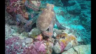 Dr. Scuba Presents: Maldives Scuba Diving Highlights 2016