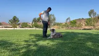 Nicole-2( Loose Leash Walking | Sit | Down | Place)