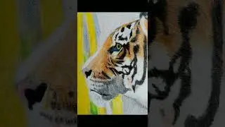 pencil colour artwork 🐯✏️| tiger drawing #tiger #pencilcolorart