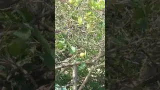 Wild Lemon
