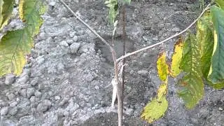 BANANA, MUSA SIKIMENSIS ,RED TIGER/ASIMINA TRILOBA VAR. OVERLЕESE