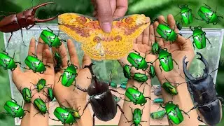 Hunting beautiful insects. Hunting beetles, flower bugs, butterflies