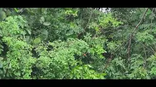 American redstart darts into a thicket.
