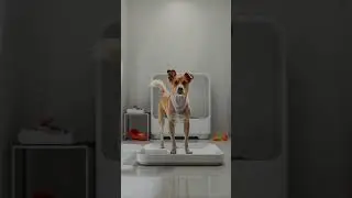 3 Genius Hacks Every Pet Owner Should Know