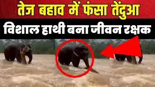 तेज बहाव में फंसा तेंदुआ, विशाल हाथी बना जीवन रक्षक