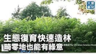 生態復育快速造林&nbsp;畸零地也能有綠意｜大愛新聞 @DaaiWorldNews