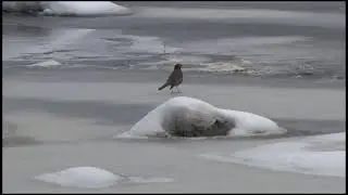 RIVER REPORT: ICE JAM 2023
