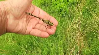 Golden Ringed Dragonfly