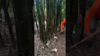 Cutting Fresh Bamboo Shoots #satisfying #farming #shorts #bambooshoots