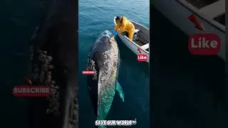 Whale Rescue: Removing Barnacles for a Healthier Ocean! #WhaleRescue #BarnacleRemoval #OceanLife