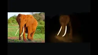 Elephant night Glow Effect | Photoshop Tutorial - Creative One Second