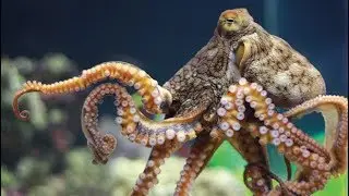 Amar Chand Nath&acute;s documentary: Octopus business in Chile