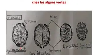 les plastes, les  thylakoïdes,les  pyrénoïdes et les  pigments chez les algues