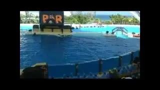 LORO PARQUE (Puerto de la Cruz - Tenerife), El espectáculo de las Orcas
