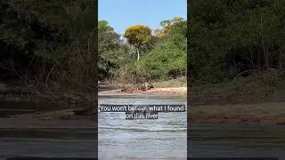 Leopard vs Crocodile#viral #animals #animalover #@Eyelife-e2k