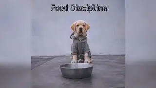 Puppy Food Discipline | Bella Nehra |