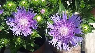 Stokesia Peachies Pick