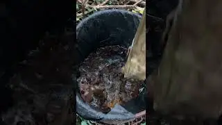 Forest tour with Ollie