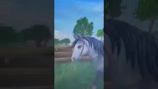 me when I got the curly horse