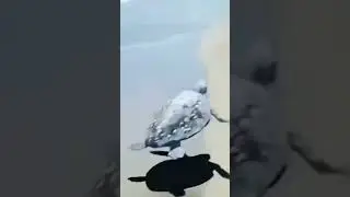#turtle #flying #animals #tortoise #ocean #fypage