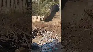 This Dog Jumps from a 4 STORY Building!! 😳