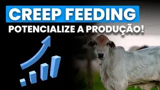 Creep feeding: existe um suplemento ideal?