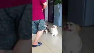 what is this   #shorts    #Extraordinarypet #ofpet  #Petspet