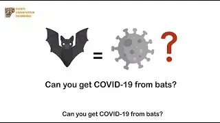 Can you get COVID-19 from bats?