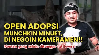 Kita buka open adopsi kucing Munchkin. Kurang ajar kameramen ikut-ikutan nego