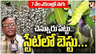 Mancherial  Chennur : Telangana&rsquo;s Tasar Silk Hub , 50% of State's Silk Grown Here | V6 Life