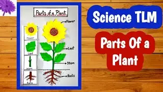Parts Of Plants TLM/ Parts Of Plants Science Model/ Parts Of Plants Science Project/ Science TLM