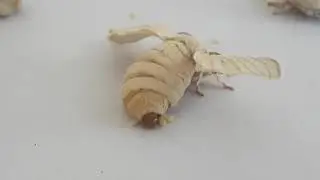 Silkmoth egg laying .
