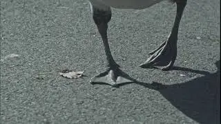 Duck Feet in slow motion walking (Terrestrial locomotion)