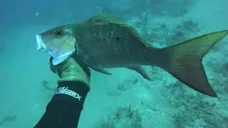 WPB Dive #3 New