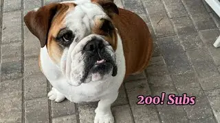 Rosie gets to 200! Subscribers on YouTube!!