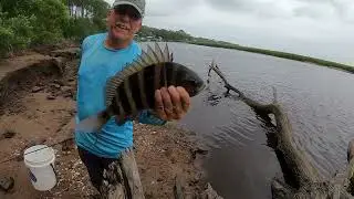 CRAZY Sheepshead Fishing with Paul on the Bank/Cleaning Sheepshead