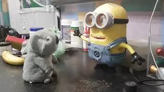 funny minion and koala