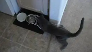 Drunk Cat - Crazy Cat Video  - Bobbi