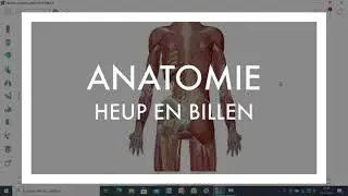 Anatomie bilspieren