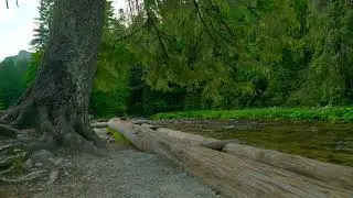 White noise | sounds of nature - the sound of a mountain river in summer