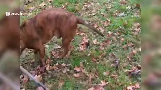 COMMENT YOUR THOUGHTS! Dog's Autumn Adventure  Frisbee Fun in Fallen Leaves!