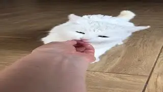 look how a hungry cat eats meat for the first time #kitten