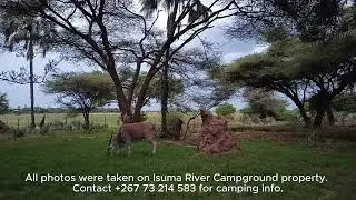 Grass Conservation Effort in Chobe West, Botswana at Isuma River Safaris Camp Site