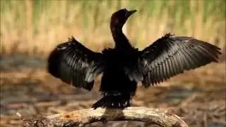 Preening Pygmy Cormorant - Cormoran pygm&eacute;e