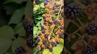 The Berry Connection is all around Us 
