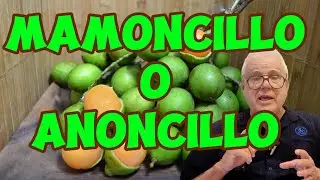 Mamoncillo o Anoncillo, usos, beneficios y precauciones. &iexcl;Delicioso! #anoncillo #mamoncillo #salud 